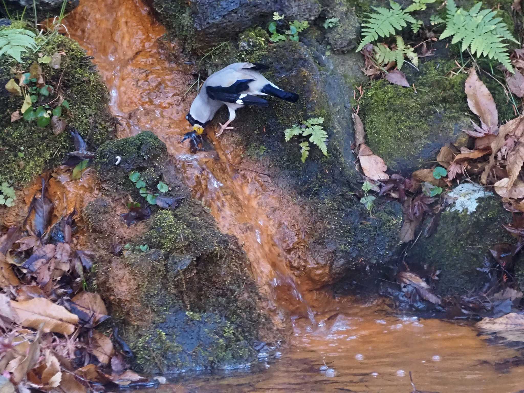 Japanese Grosbeak