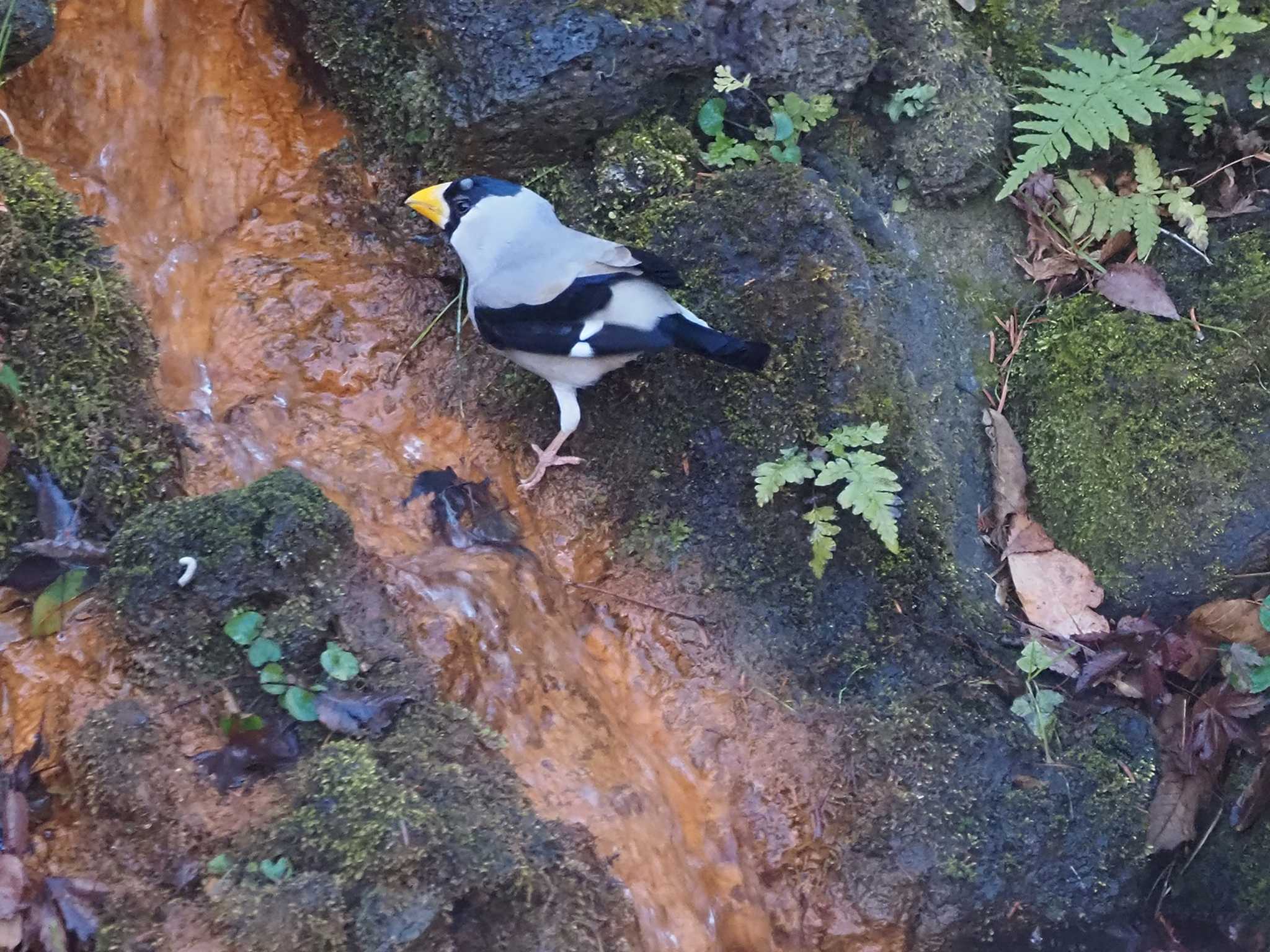 Japanese Grosbeak