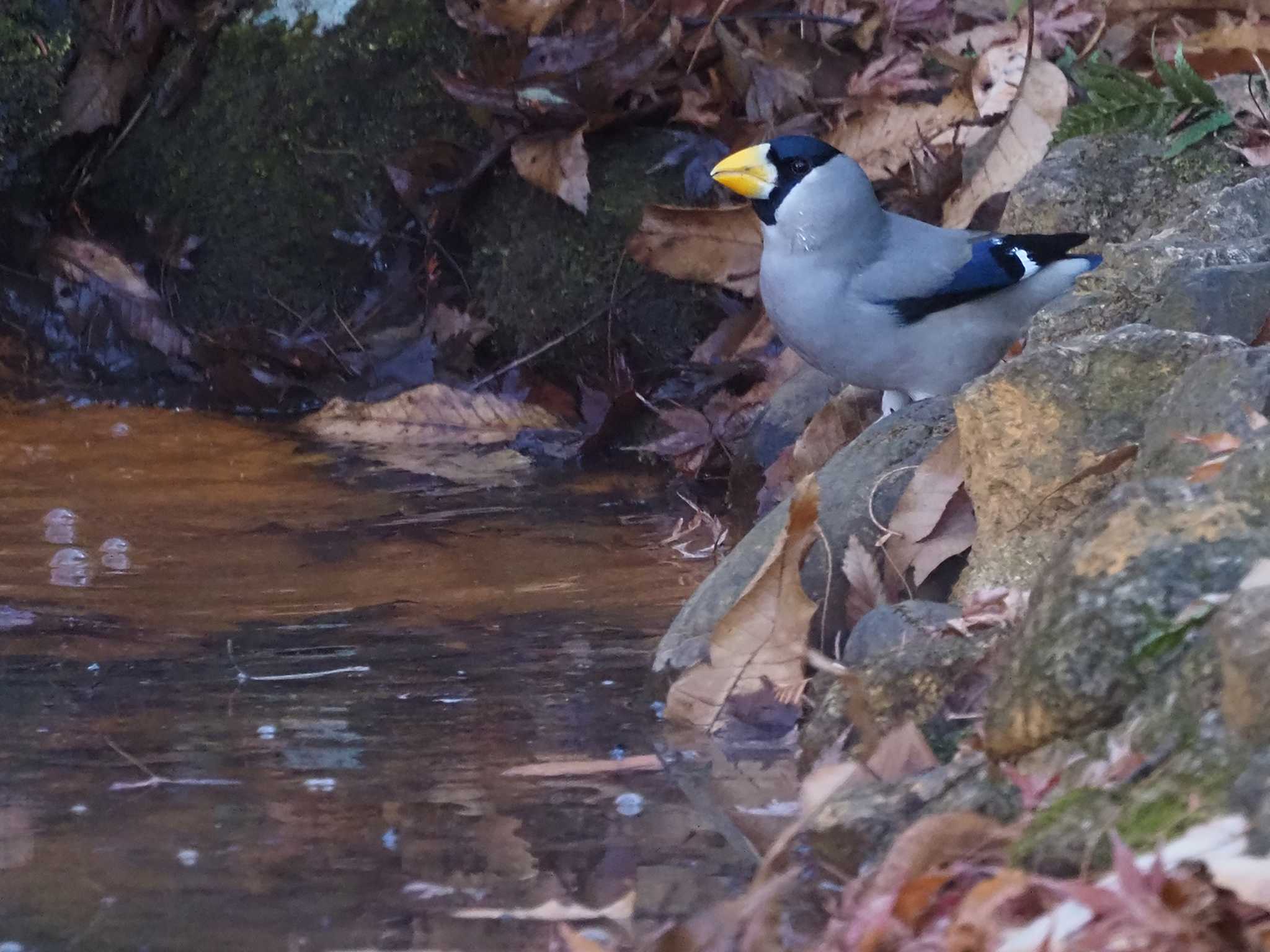 Japanese Grosbeak