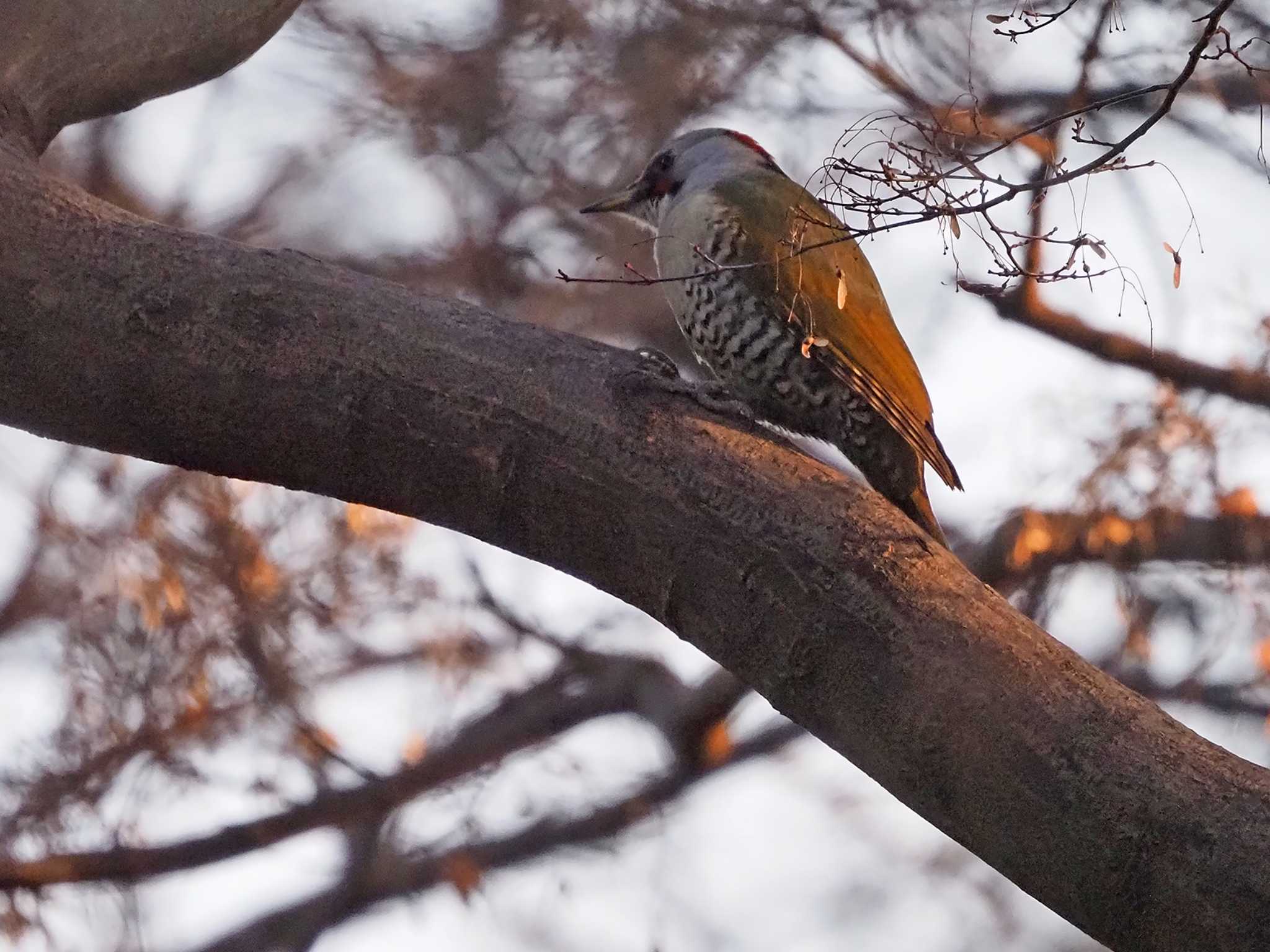 Japanese Green Woodpecker