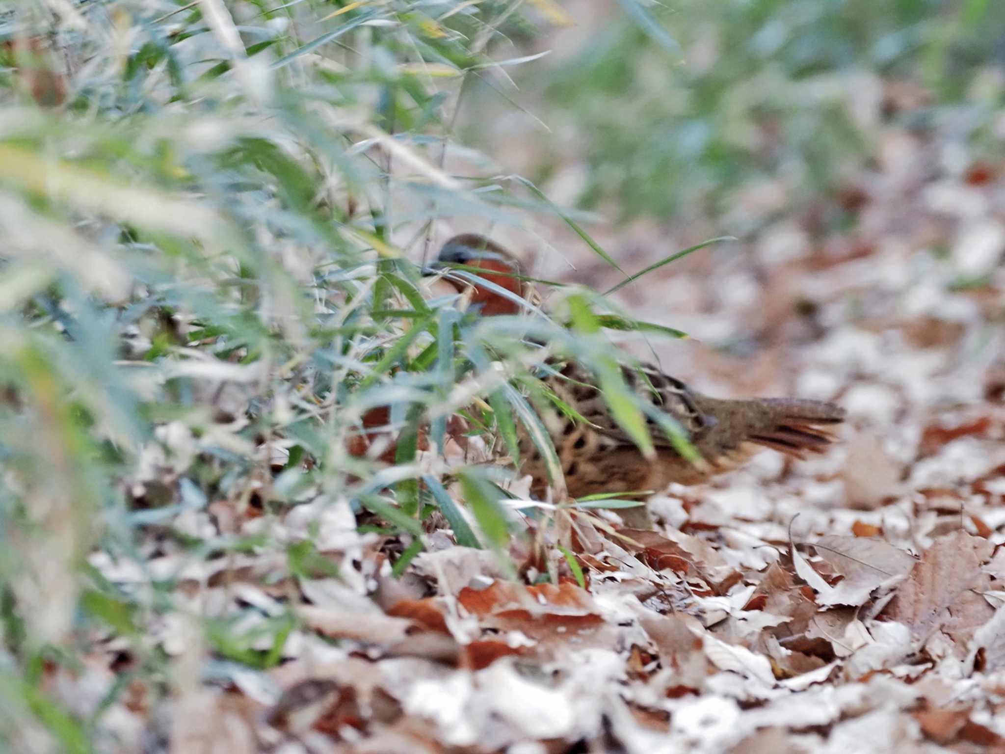 Chinese Bamboo Partridge