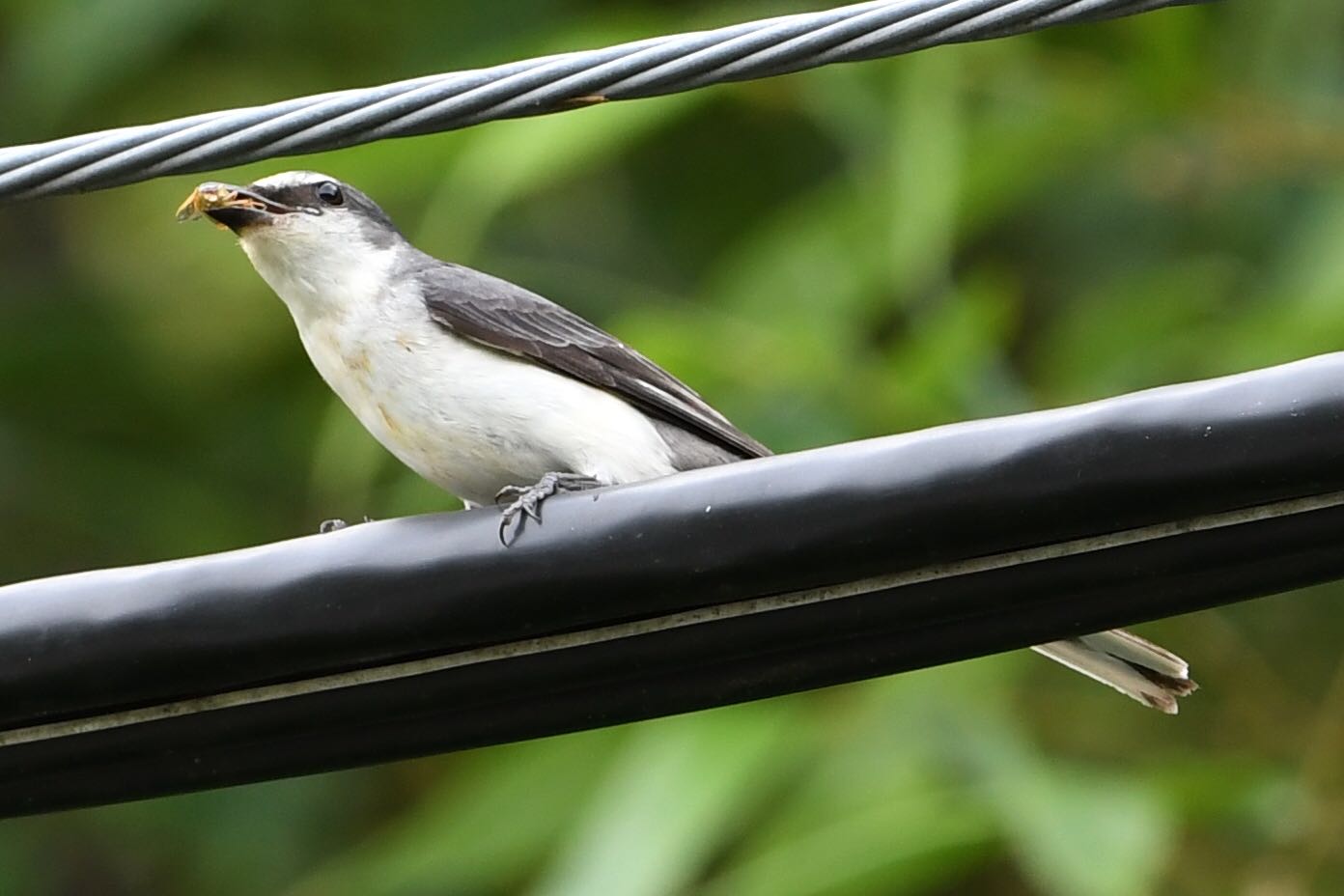 Photo of Ashy Minivet at  by Dision