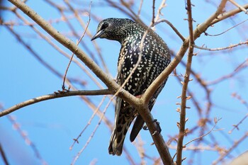 Common Starling Watarase Yusuichi (Wetland) Sat, 12/25/2021