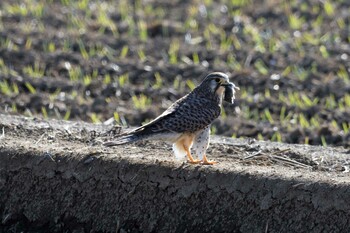 チョウゲンボウ 小山市 2021年12月30日(木)