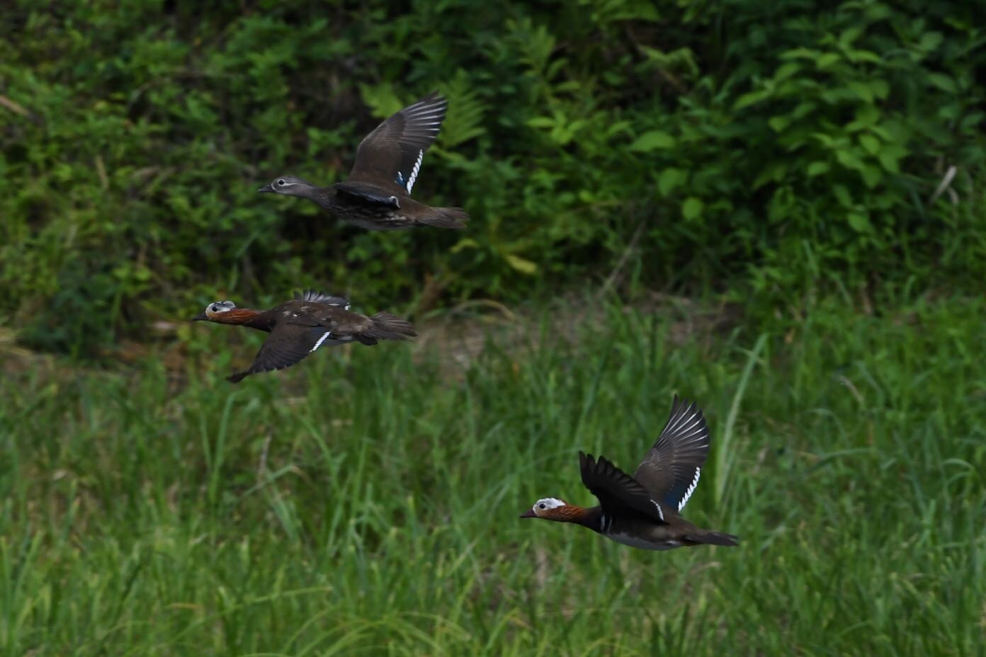 Photo of Mandarin Duck at  by Dision