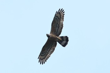 Crested Honey Buzzard Unknown Spots Sat, 6/24/2017