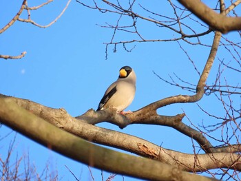 2022年1月2日(日) 桂川の野鳥観察記録