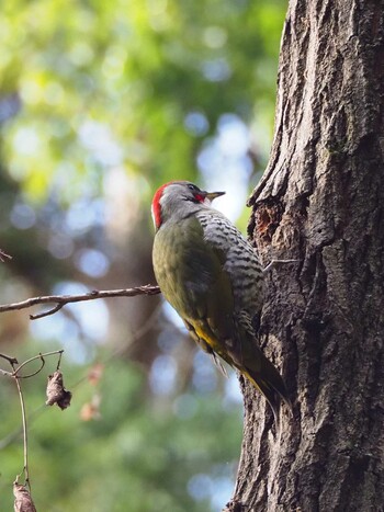 2022年1月2日(日) 座間谷戸山公園の野鳥観察記録