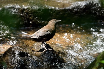 カワガラス 場所が不明 2017年6月24日(土)