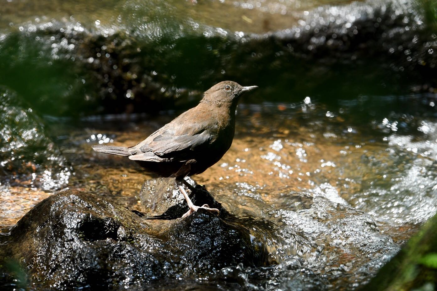Photo of Brown Dipper at  by Dision