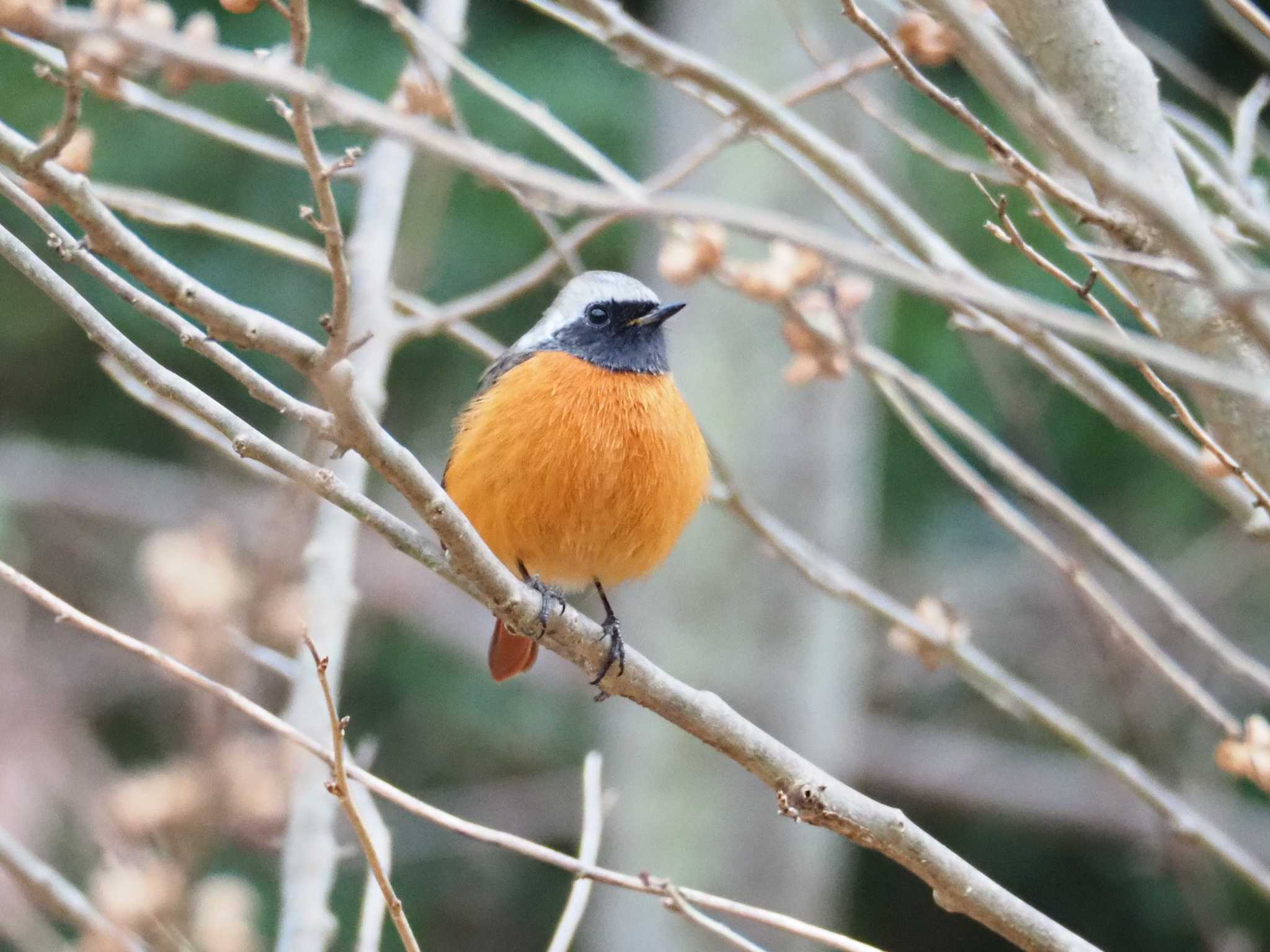 座間谷戸山公園 ジョウビタキの写真 by とろろ