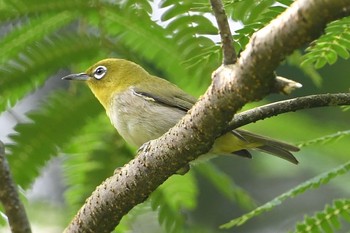 Warbling White-eye Unknown Spots Sat, 6/24/2017