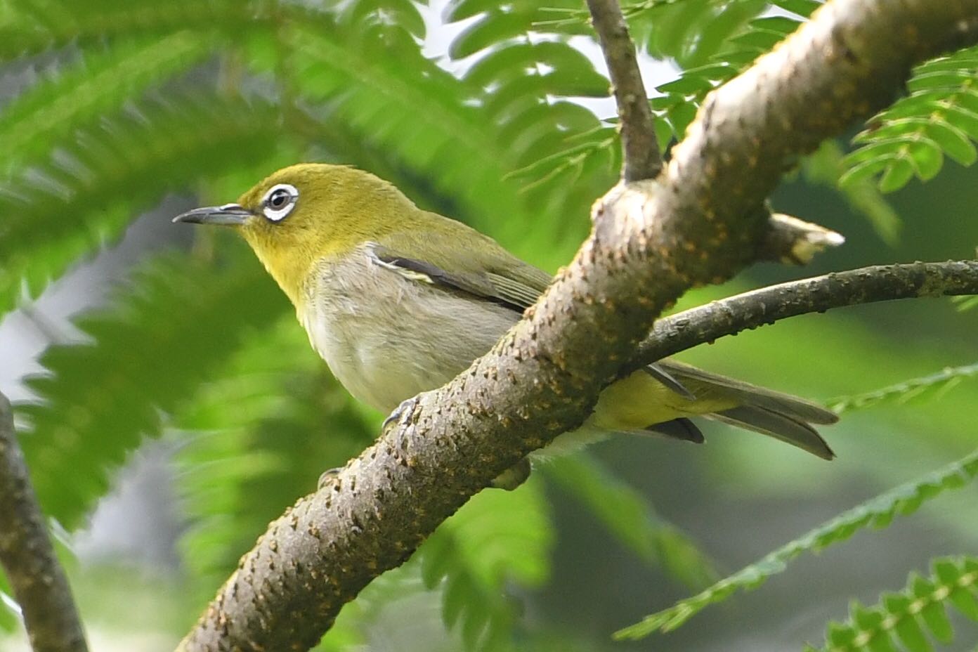 Photo of Warbling White-eye at  by Dision