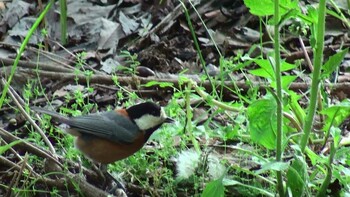 2021年5月3日(月) 長良川ふれあいの森の野鳥観察記録