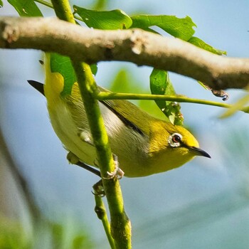 Indian White-eye Nam Kham Nature Reserve Mon, 12/27/2021