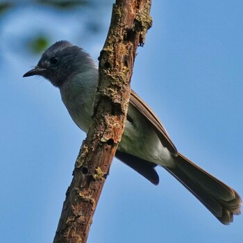 Blyth's Paradise Flycatcher