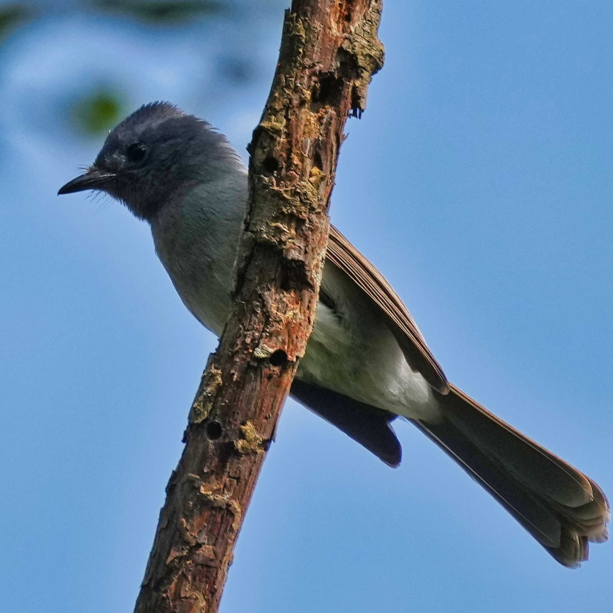 Photo of Blyth's Paradise Flycatcher at Nam Kham Nature Reserve by span265