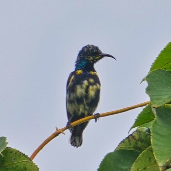 ムラサキタイヨウチョウ Nam Kham Nature Reserve 2021年12月27日(月)