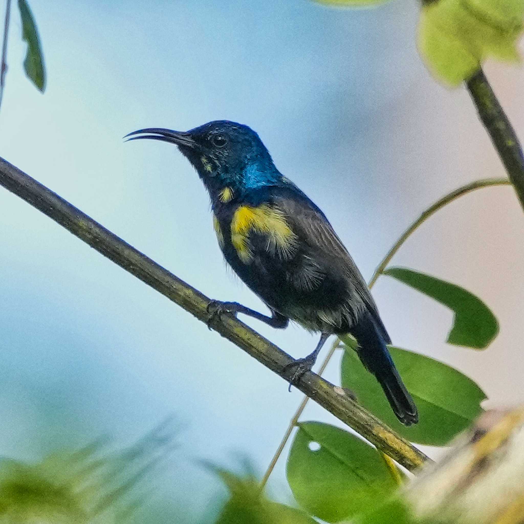 ムラサキタイヨウチョウ