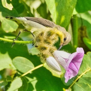 ムラサキタイヨウチョウ Nam Kham Nature Reserve 2021年12月27日(月)