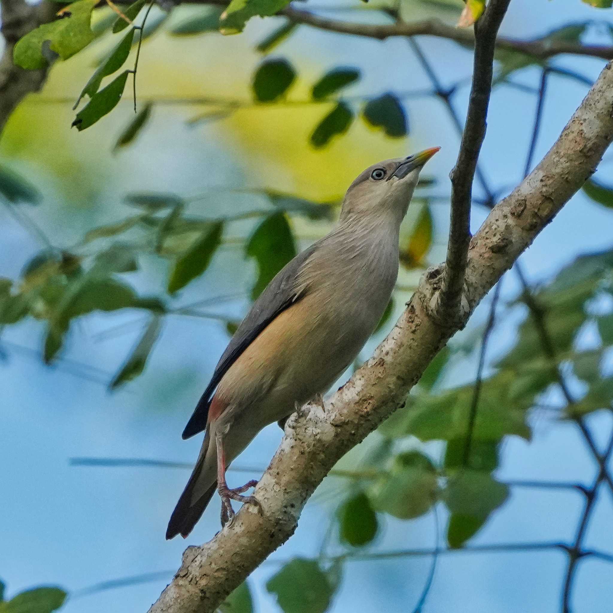 Nam Kham Nature Reserve インドコムクドリの写真 by span265