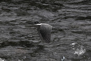 Crested Kingfisher Unknown Spots Sat, 6/24/2017