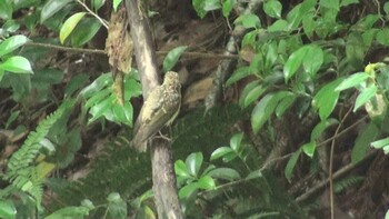 2021年6月20日(日) 北勢中央公園の野鳥観察記録