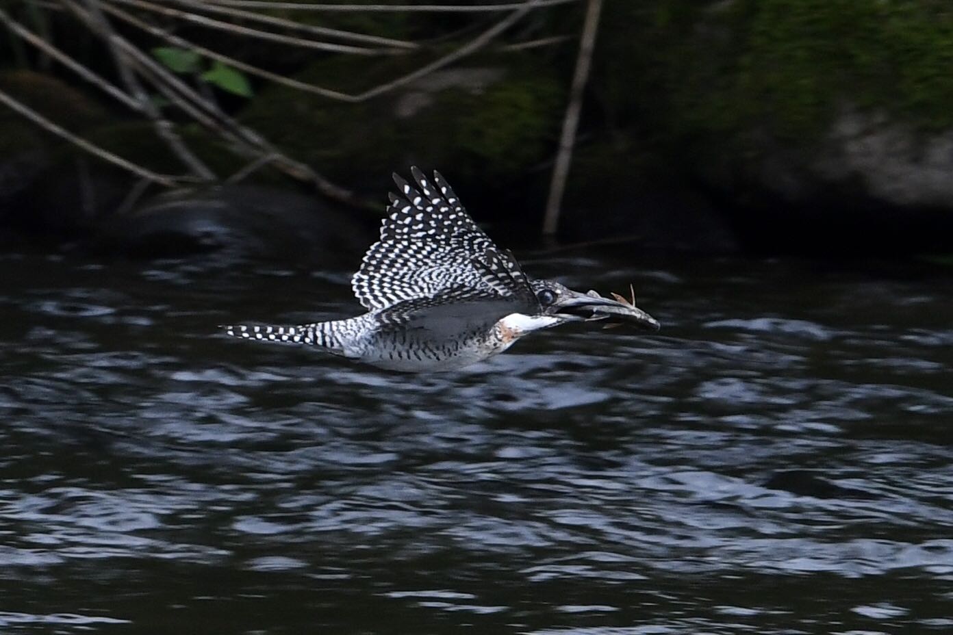 Photo of Crested Kingfisher at  by Dision