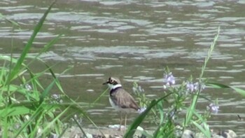 2021年5月1日(土) 三滝川の野鳥観察記録