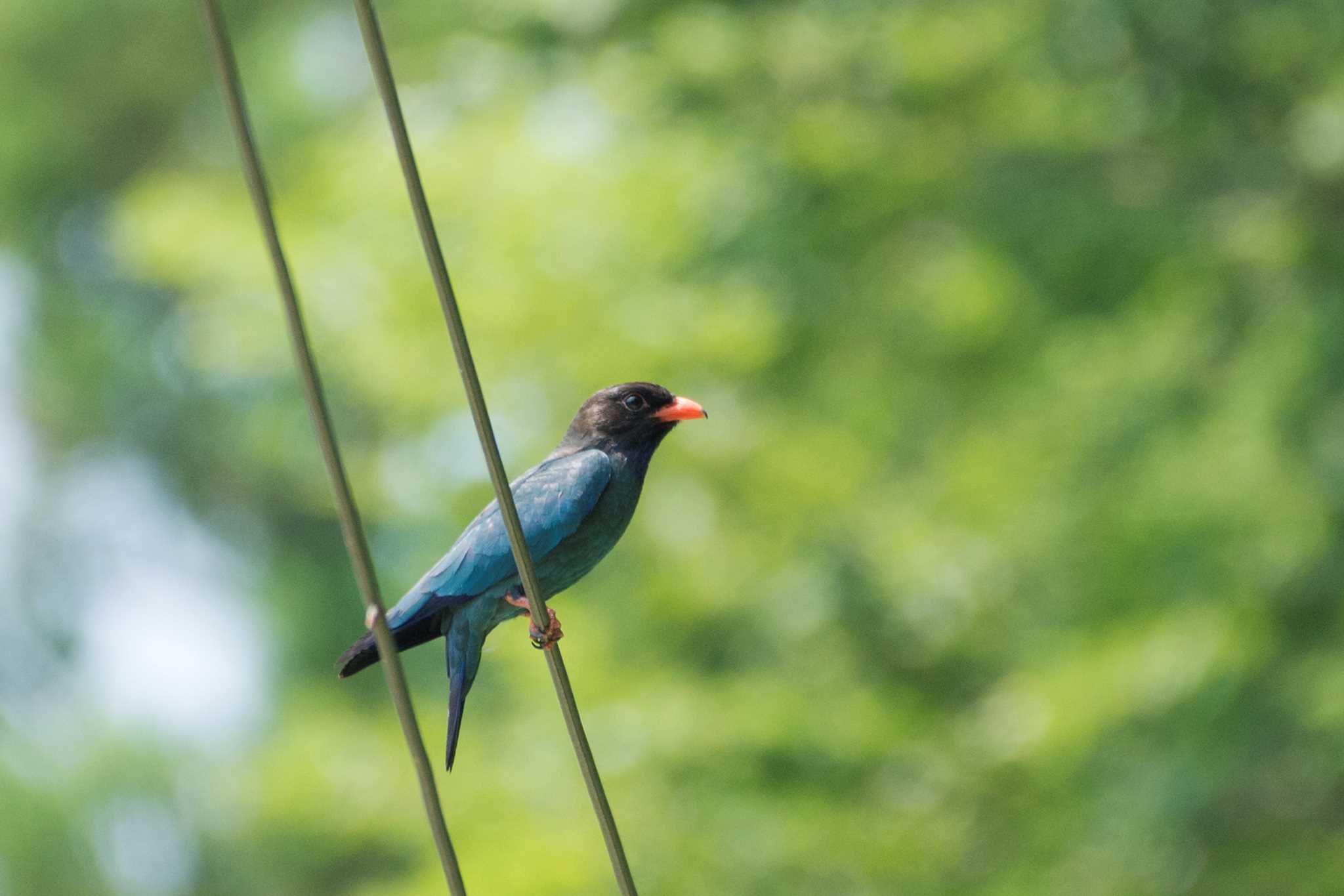 新潟県 ブッポウソウの写真 by 倶利伽羅