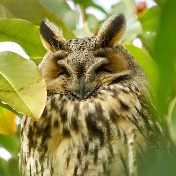 Long-eared Owl 中里公園(寒川町) Thu, 3/4/2021