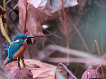 2021年11月14日(日) 小倉池の野鳥観察記録