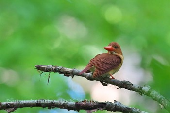 アカショウビン 青森県 2017年6月18日(日)