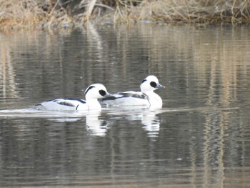 2022年1月2日(日) 新横浜公園の野鳥観察記録