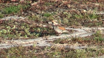 2021年2月22日(月) 三滝川の野鳥観察記録