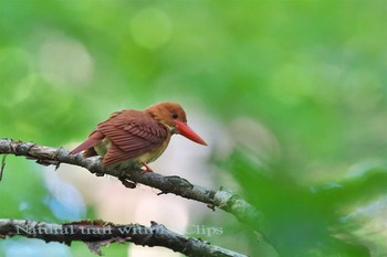 アカショウビン 青森県 2017年6月18日(日)