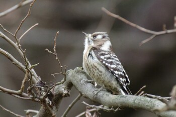 2021年12月31日(金) 明治神宮北池の野鳥観察記録