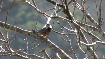 2021年11月20日(土) 朝明渓谷の野鳥観察記録