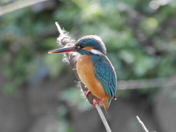 2022年1月2日(日) 横浜の野鳥観察記録