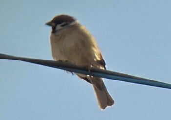 2022年1月2日(日) 川越市の野鳥観察記録