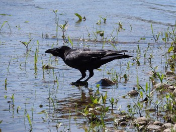 Large-billed Crow 忠別川 Sat, 6/17/2017