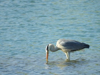 アオサギ 忠別川 2017年6月17日(土)