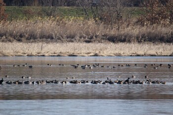 Smew 芝川第一調節池(芝川貯水池) Sun, 1/2/2022