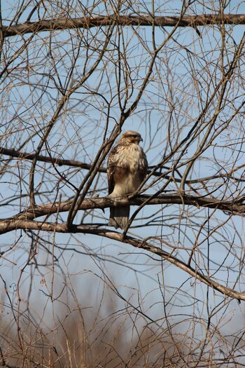 Sun, 1/2/2022 Birding report at 芝川第一調節池(芝川貯水池)