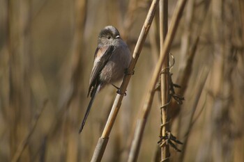 2022年1月2日(日) 21世紀の森と広場(千葉県松戸市)の野鳥観察記録