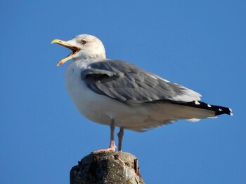2022年1月2日(日) 鈴鹿川派川河口の野鳥観察記録