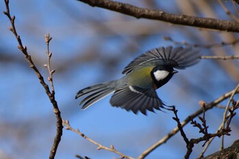 シジュウカラ 久宝寺緑地公園 2022年1月2日(日)