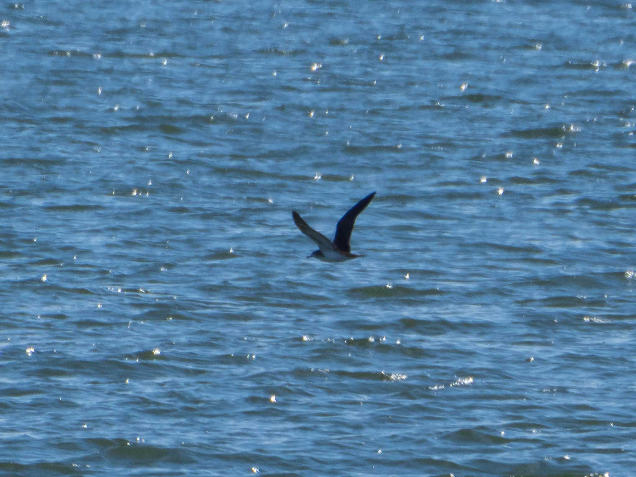 Streaked Shearwater