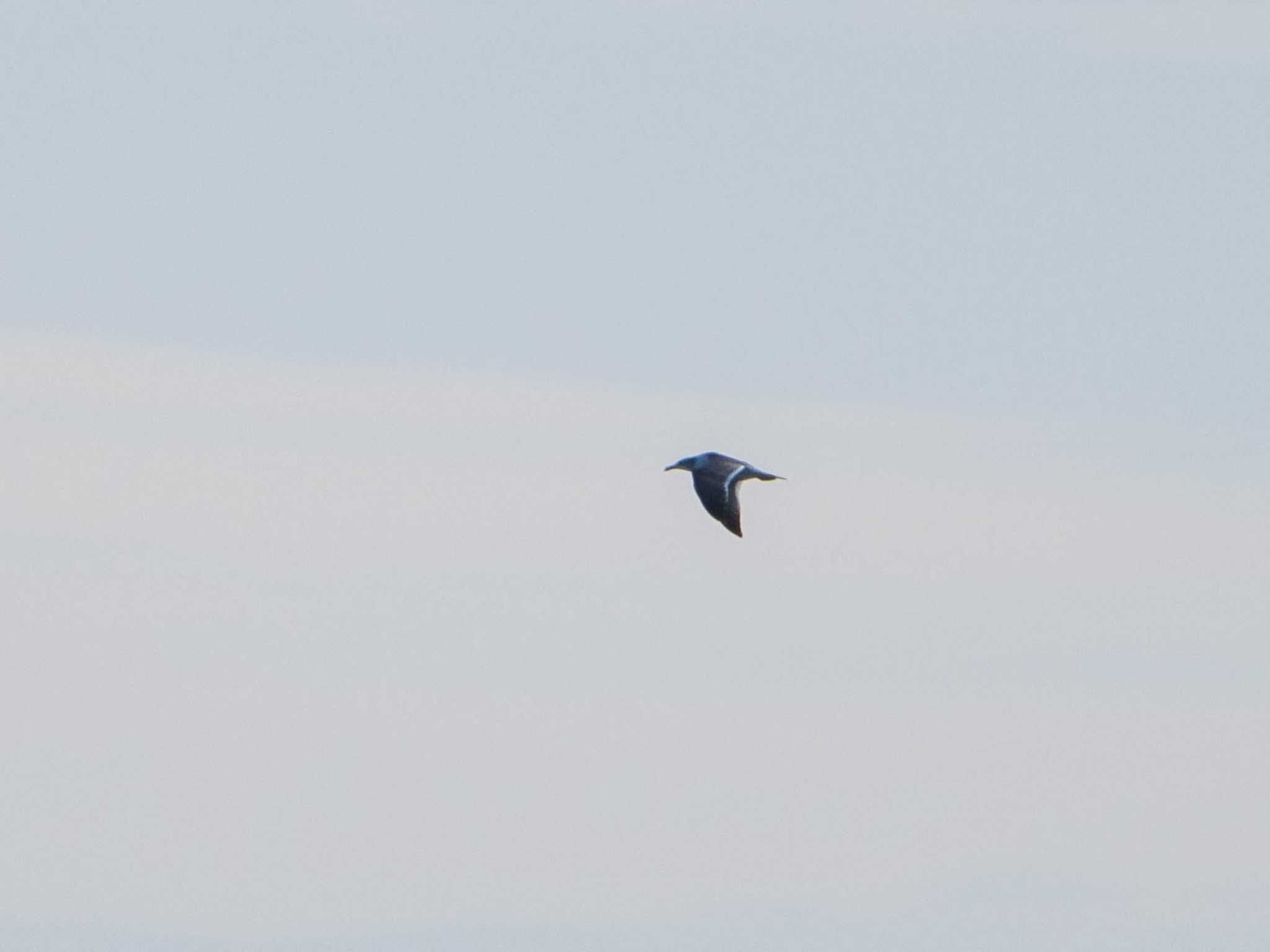 Streaked Shearwater