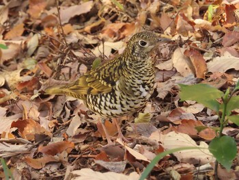 2022年1月2日(日) 座間谷戸山公園の野鳥観察記録